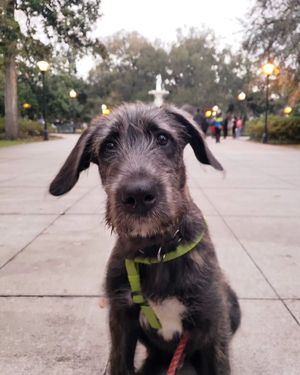 Image post by @thesavannahwolfhound on Instagram