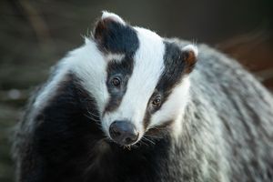Image post by @AnimalPlanet on Twitter/X