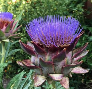 Image post by @bonnieplants on Instagram