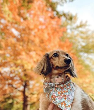 Image post by @evolvepetfood on Instagram