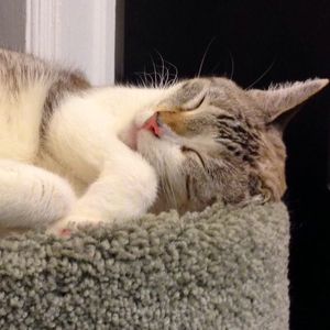 Image post by @animalplanet on Instagram