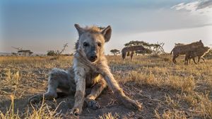 Image post by @discovery on Instagram