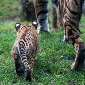 Image post by @animalplanet on Instagram