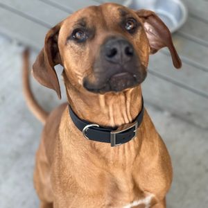 Image post by @whitmanpets on Instagram