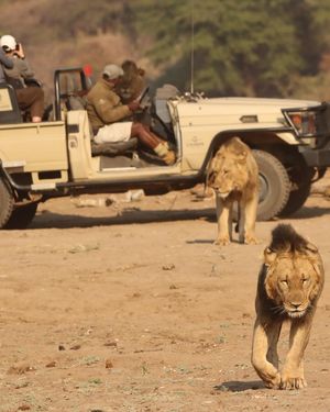 Image post by @chiawasafaris on Instagram