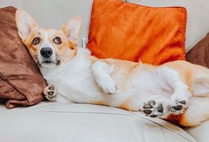 Image post by @evolvepetfood on Instagram