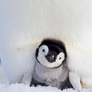 Image post by @animalplanet on Instagram