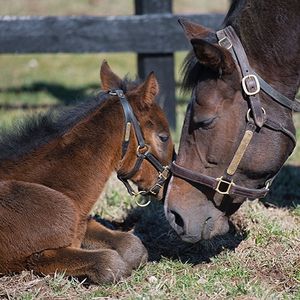 Image post by @thebloodhorse on Instagram