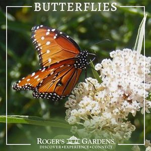 Image post by @rogersgardens on Instagram