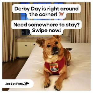 Image post by @jetsetpets on Instagram