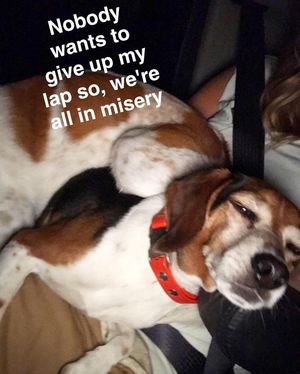 Image post by @laraleatrump on Instagram