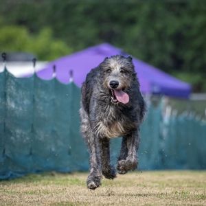 Image post by @thesavannahwolfhound on Instagram