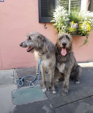 Image post by @thesavannahwolfhound on Instagram