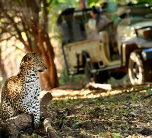 Image post by @chiawasafaris on Instagram