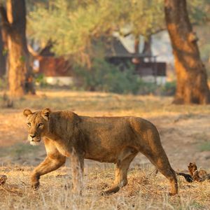 Image post by @chiawasafaris on Instagram