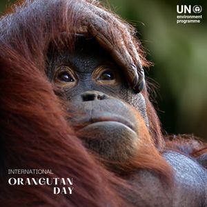 Image post by @unitednations on Instagram