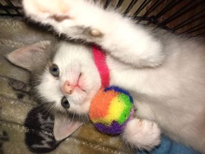 Image post by @kowalskikitties on Instagram