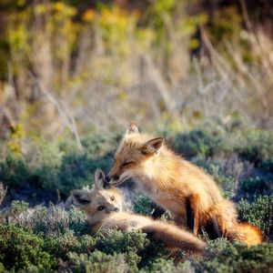 Image post by @animalplanet on Instagram
