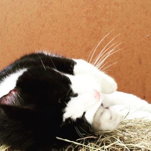 Image post by @snaffle_it on Instagram