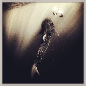Image post by @discovery on Instagram