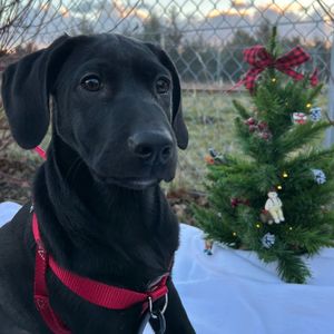 Image post by @whitmanpets on Instagram