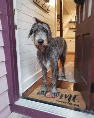 Image post by @thesavannahwolfhound on Instagram