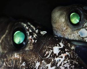 Image post by @discovery on Instagram