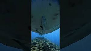 Video post by @gopro on YouTube