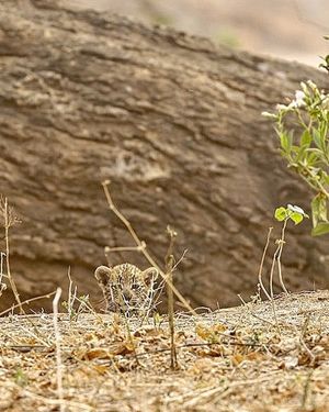 Image post by @chiawasafaris on Instagram