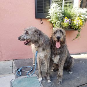 Image post by @thesavannahwolfhound on Instagram