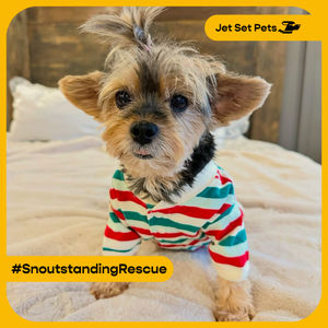 Image post by @jetsetpets on Instagram
