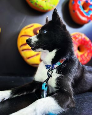 Image post by @tux_the_blue_pomsky on Instagram