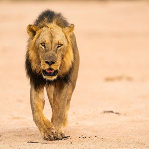 Image post by @chiawasafaris on Instagram