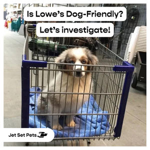 Image post by @jetsetpets on Instagram
