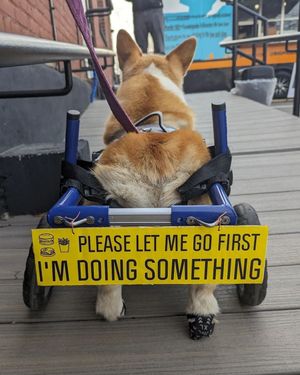 Image post by @walkinpets on Instagram