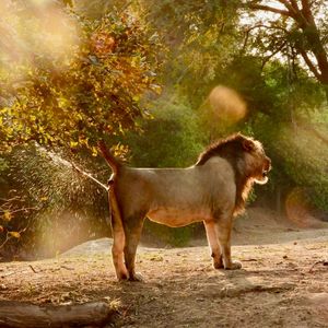 Image post by @chiawasafaris on Instagram
