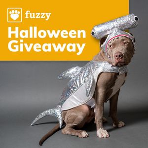 Image post by @yourfuzzy on Instagram