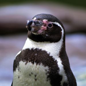 Image post by @animalplanet on Instagram