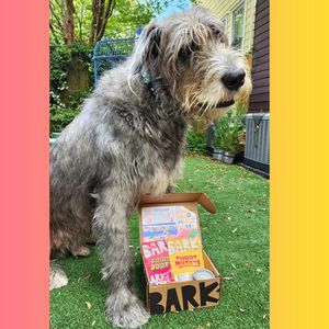 Image post by @thesavannahwolfhound on Instagram