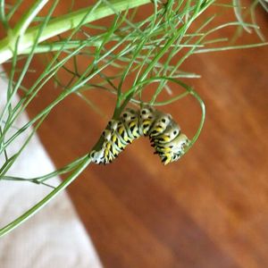 Image post by @kidsgardening on Instagram