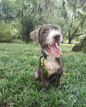 Image post by @thesavannahwolfhound on Instagram