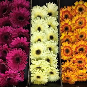 Image post by @bonita_flowers on Instagram