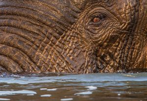 Image post by @chiawasafaris on Instagram