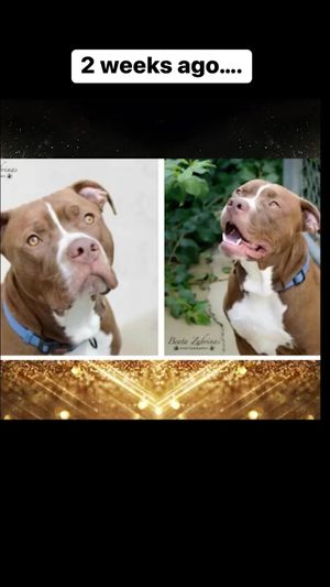 Video post by @LiveLikeRoo on Facebook