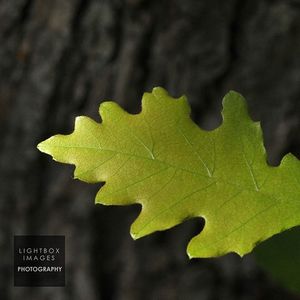 Image post by @lightboximages on Instagram