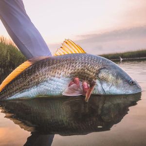 Image post by @toadfishoutfitters on Instagram
