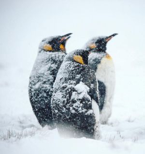 Image post by @discovery on Instagram
