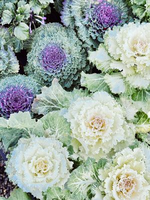 Image post by @rogersgardens on Instagram