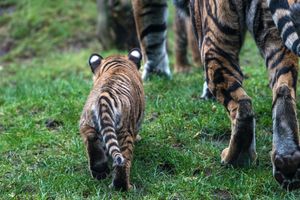 Image post by @AnimalPlanet on Twitter/X