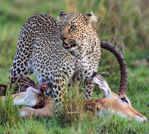 Image post by @animalplanet on Instagram